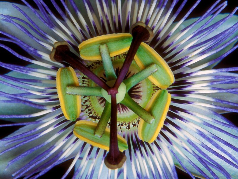 Close-up of a passionflower