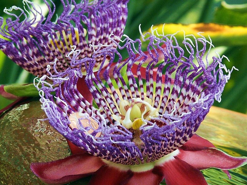 Close-up of a passionflower
