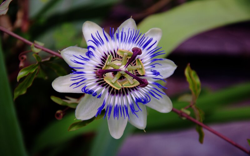 close-up of a passionflower