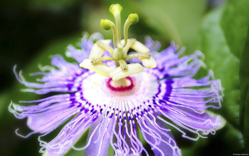 Close-up of a passionflower
