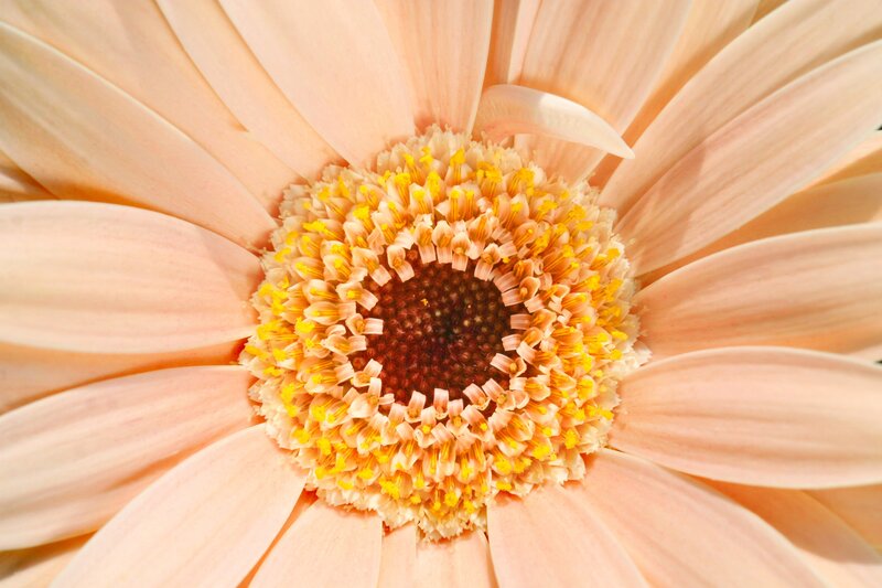 close-up of a peach daisy