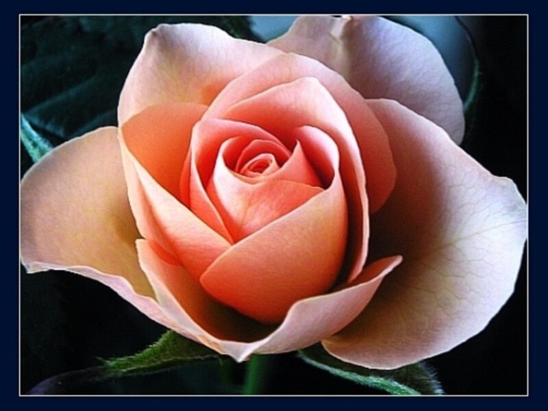 close-up of a peach rose
