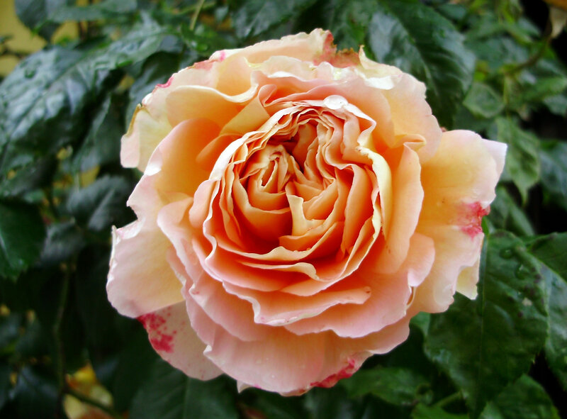 close-up of a peach rose
