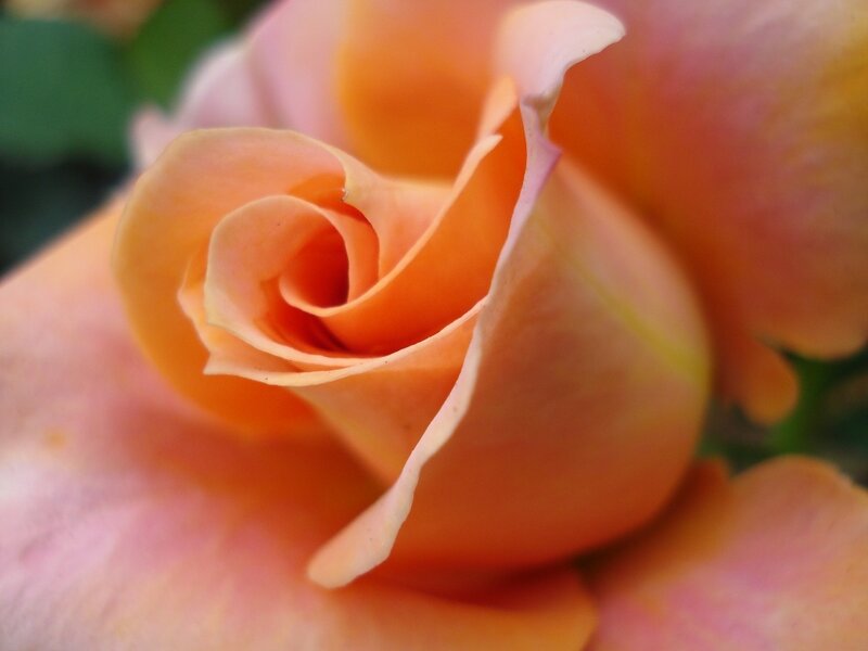 Close-up of a peach rose