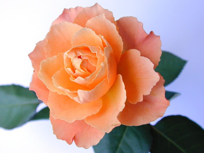 Close-up of a peach rose