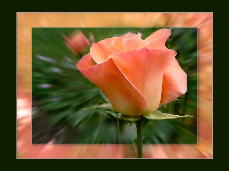 Close-up of a peach rose