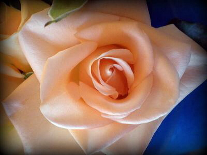 Close-up of a peach rose