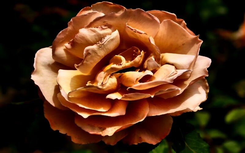 Close-up of a peach rose