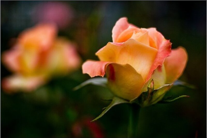 Close-up of a peach rose