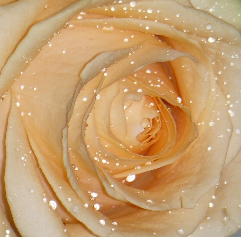 Close-up of a peach rose