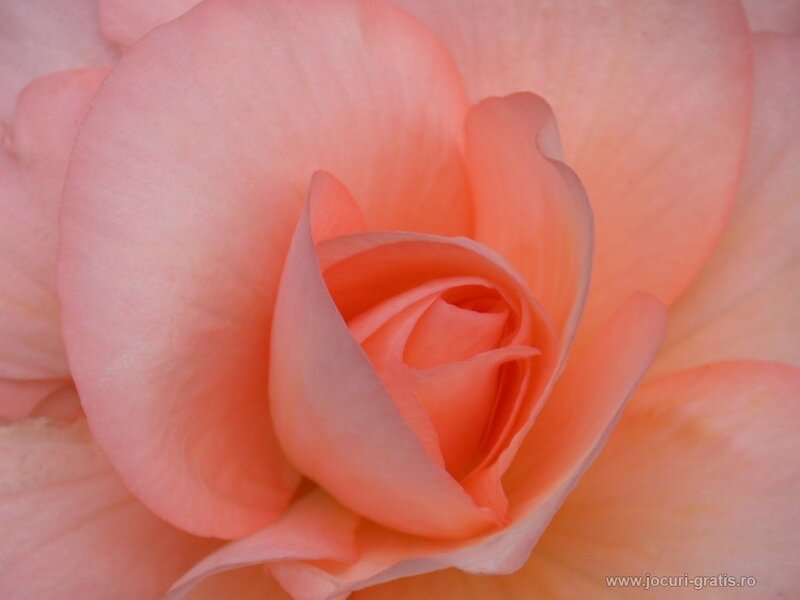 Close-up of a peach rose