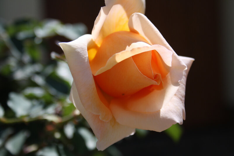 Close-up of a peach rose