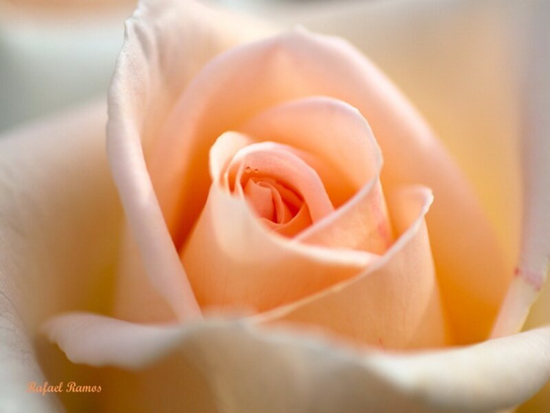 Close-up of a peach rose