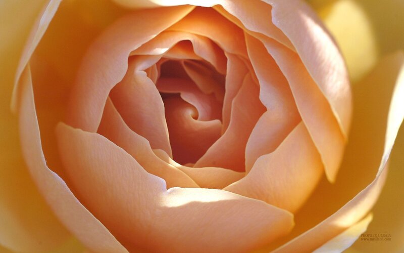 Close-up of a peach rose