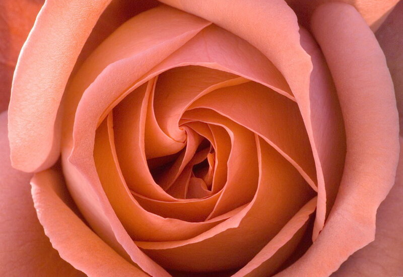 Close-up of a peach rose