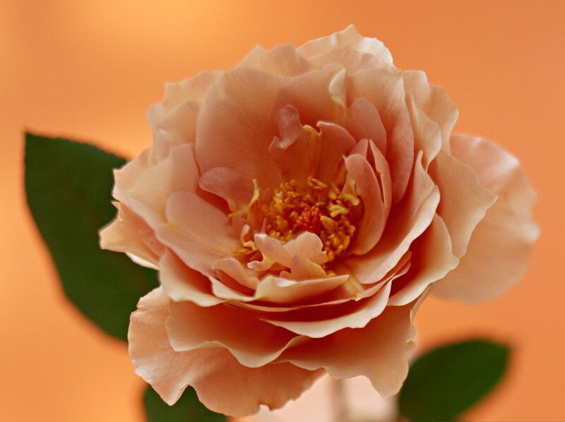 Close-up of a peach rose