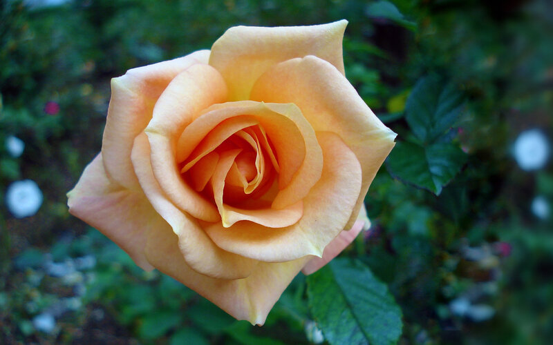 Close-up of a peach rose
