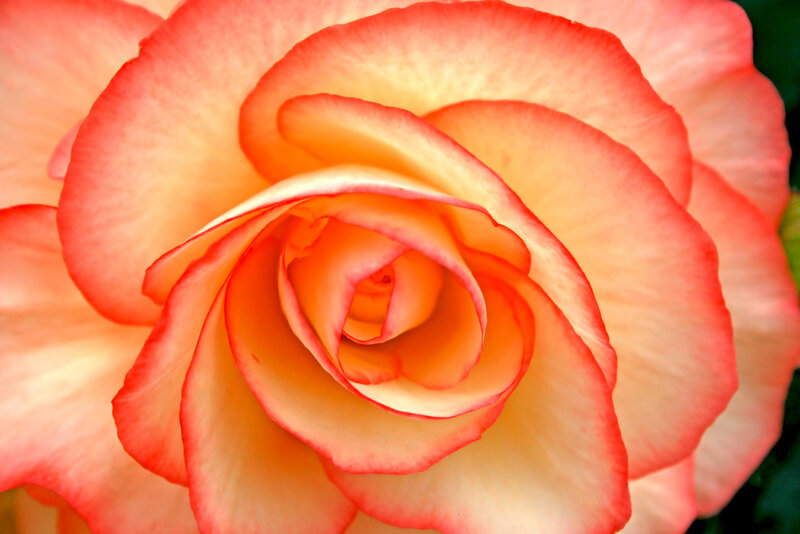 Close-up of a peach rose