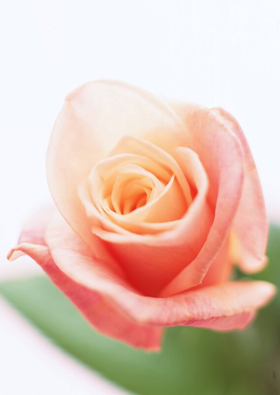 close-up of a peach rose