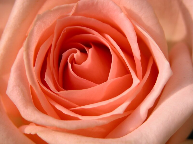 Close-up of a peach rose