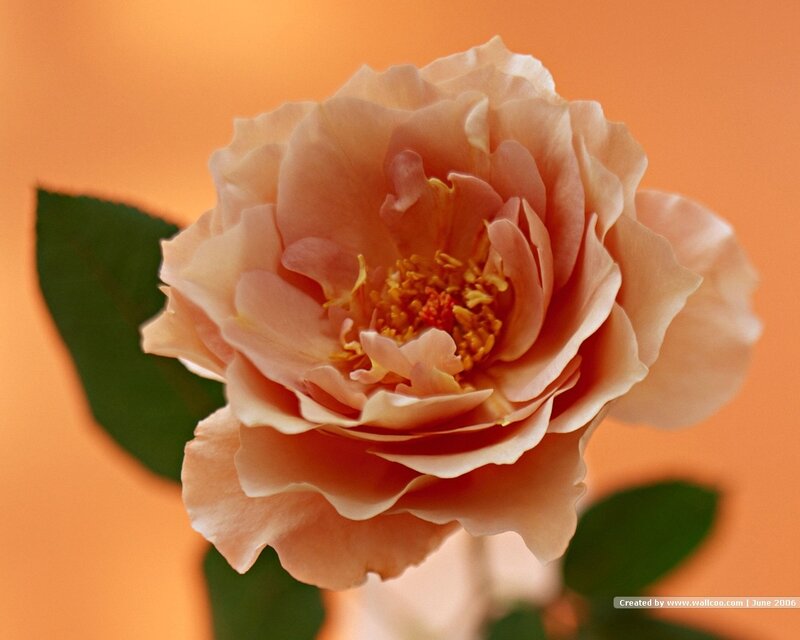 Close-up of a peach rose