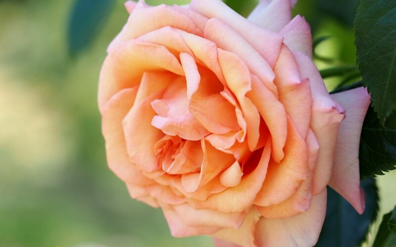 close-up of a peach rose