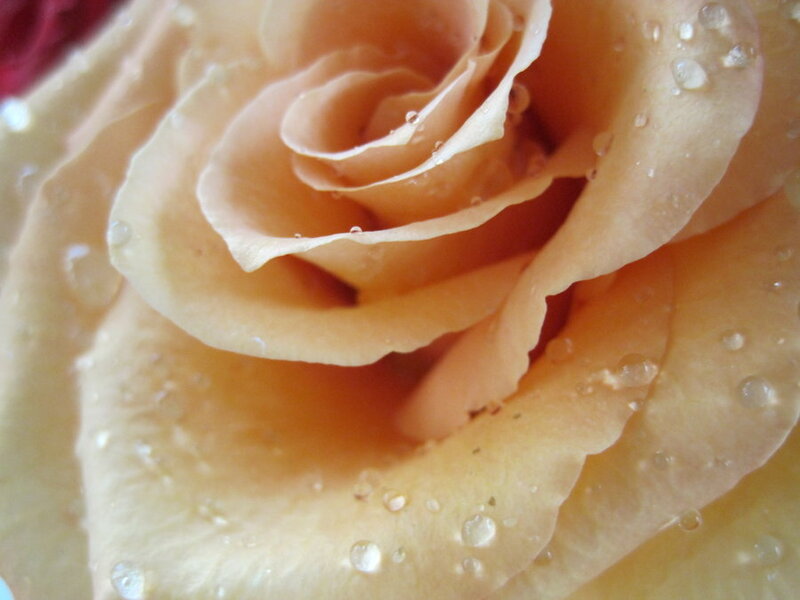 Close-up of a Peach Rose — Calm, Photograph