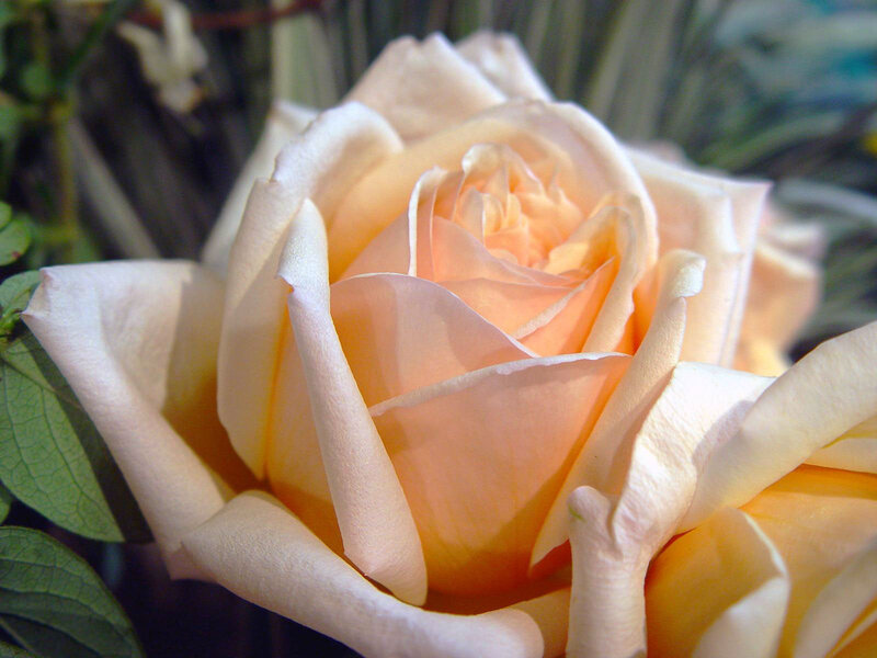 Close-up of a Peach Rose — Calm