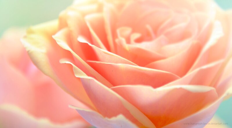 Close-up of a Peach Rose — Serene, Photograph, Flower