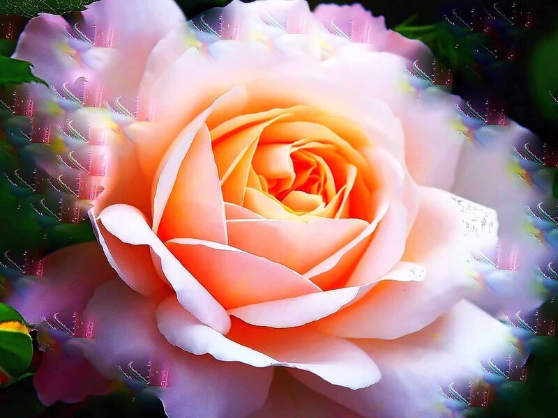 Close-up of a Peach Rose — Serene