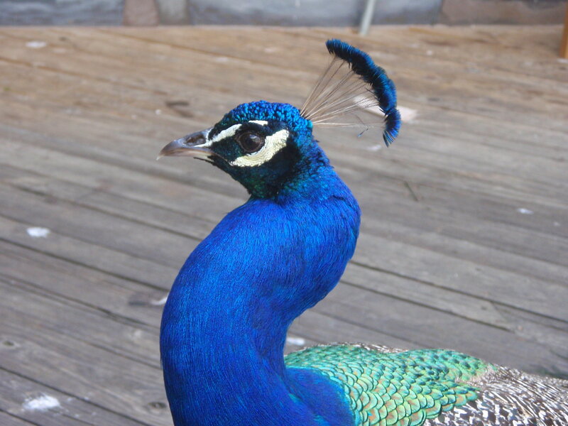 close-up of a peacock