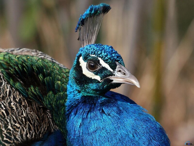 Close-up of a peacock