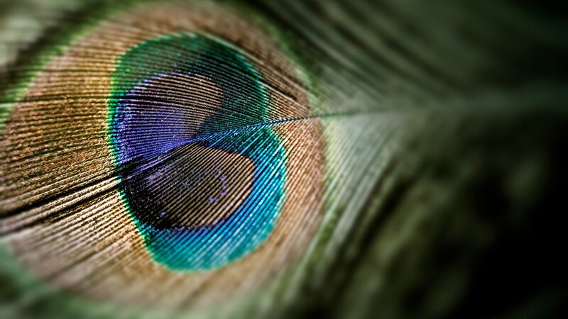 Close-up of a peacock feather