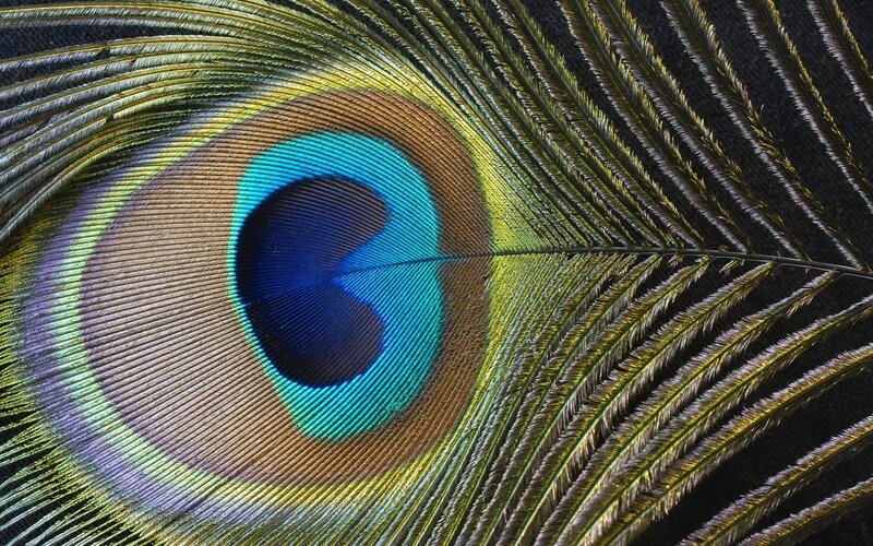 Close-up of a peacock feather