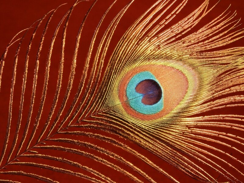 Close-up of a peacock feather