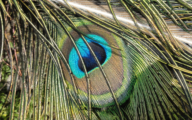 Close-up of a peacock feather