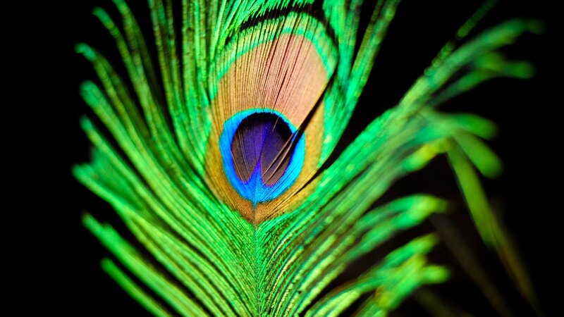 Close-up of a peacock feather