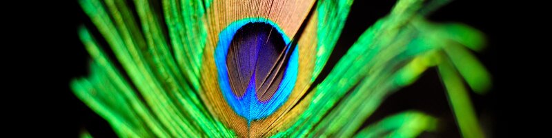 Close-up of a peacock feather