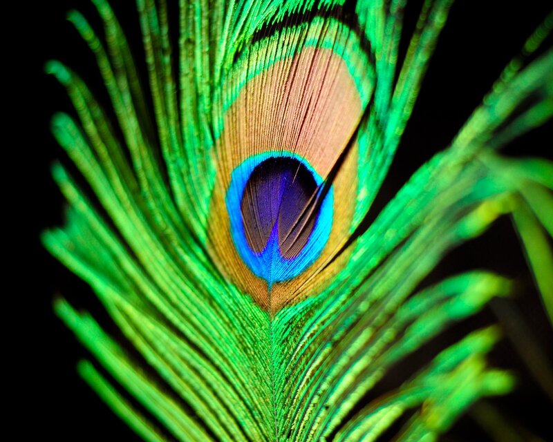 Close-up of a peacock feather