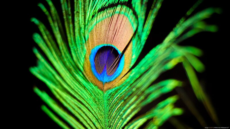 Close-up of a peacock feather