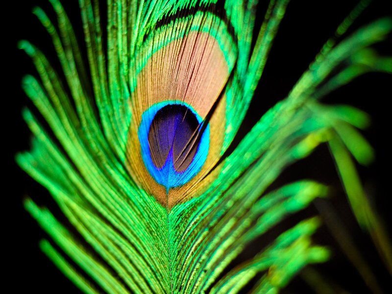 Close-up of a peacock feather