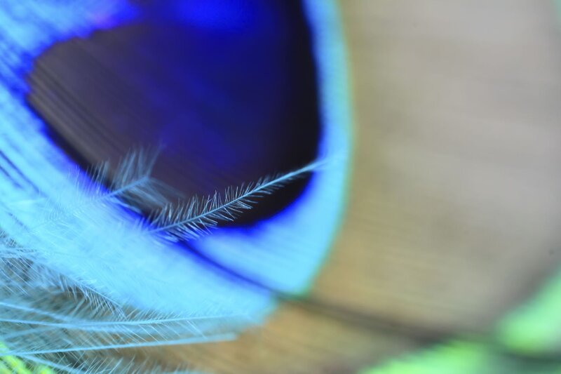 Close-up of a peacock feather