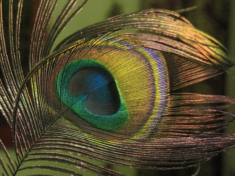 Close-up of a peacock feather