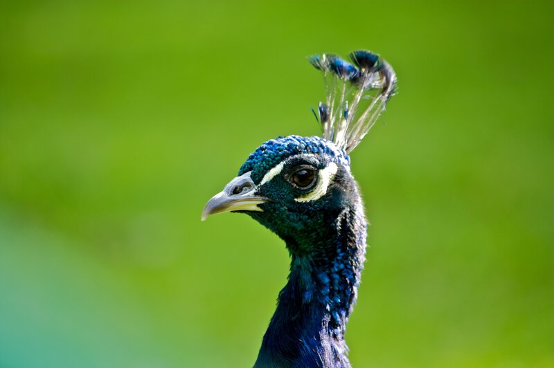 Close-up of a peacock's head
