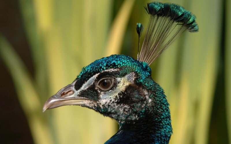 Close-up of a peacock's head