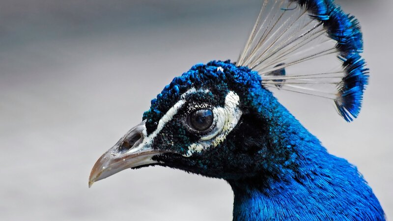Close-up of a peacock's head
