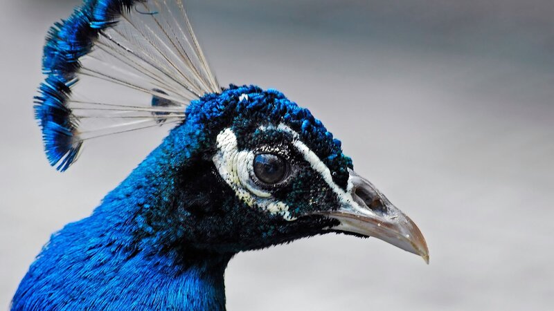 close-up of a peacock's head
