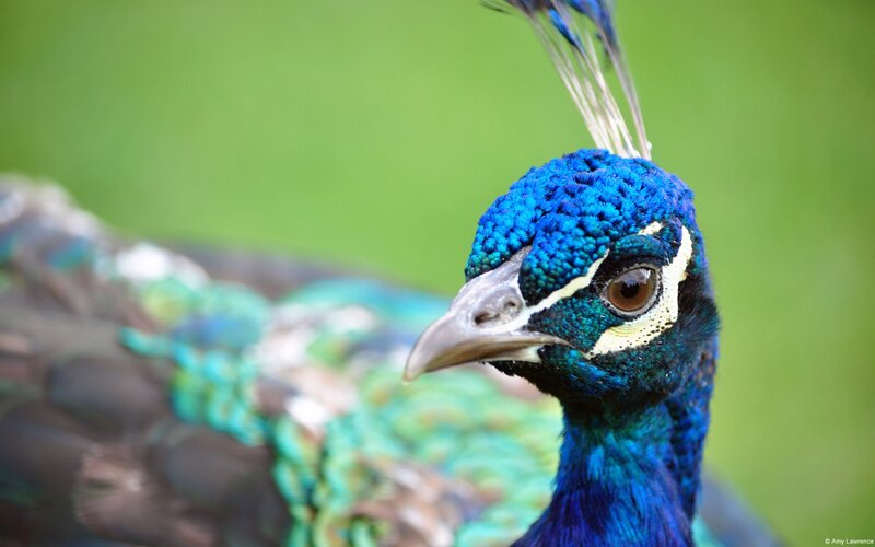 Close-up of a peacock's head