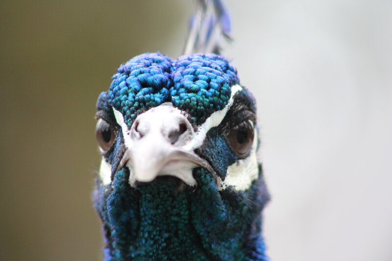 Close-up of a peacock's head