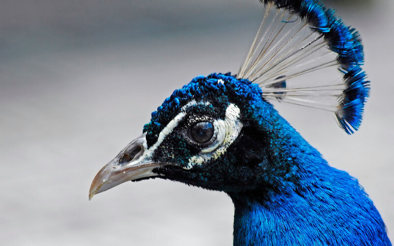 Close-up of a peacock's head